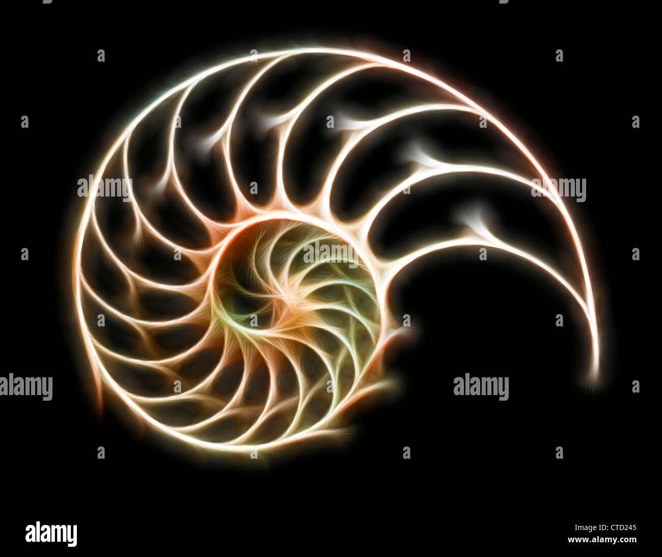 Guscio sezionata di un nautilus Foto Stock