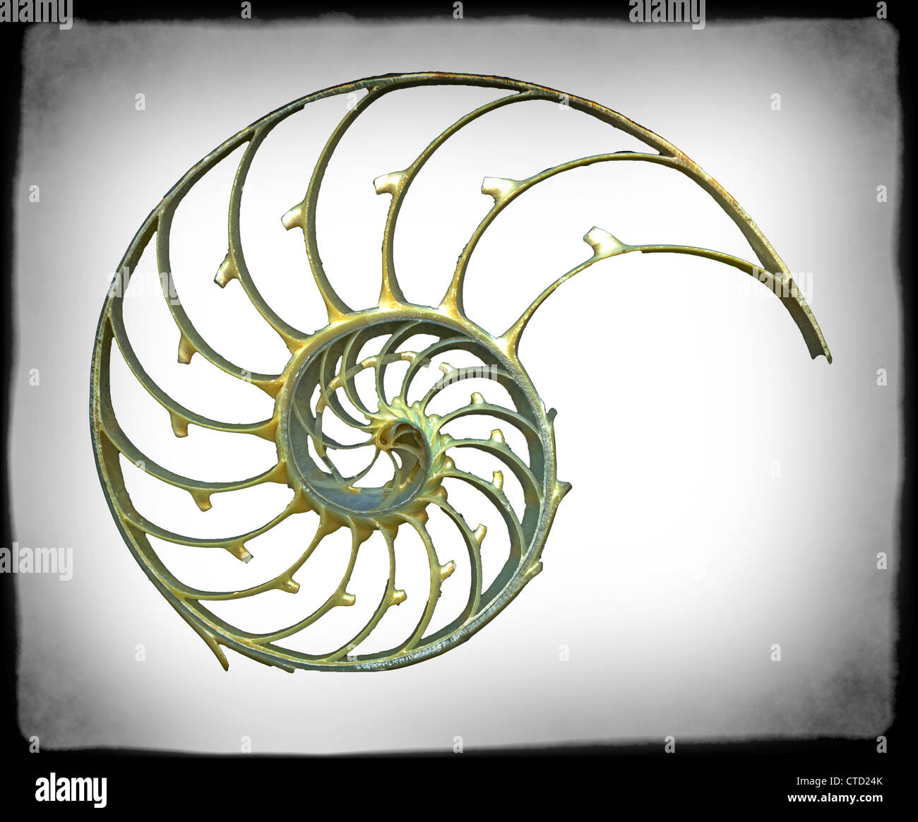 Guscio sezionata di una illustrazione di Nautilus Foto Stock