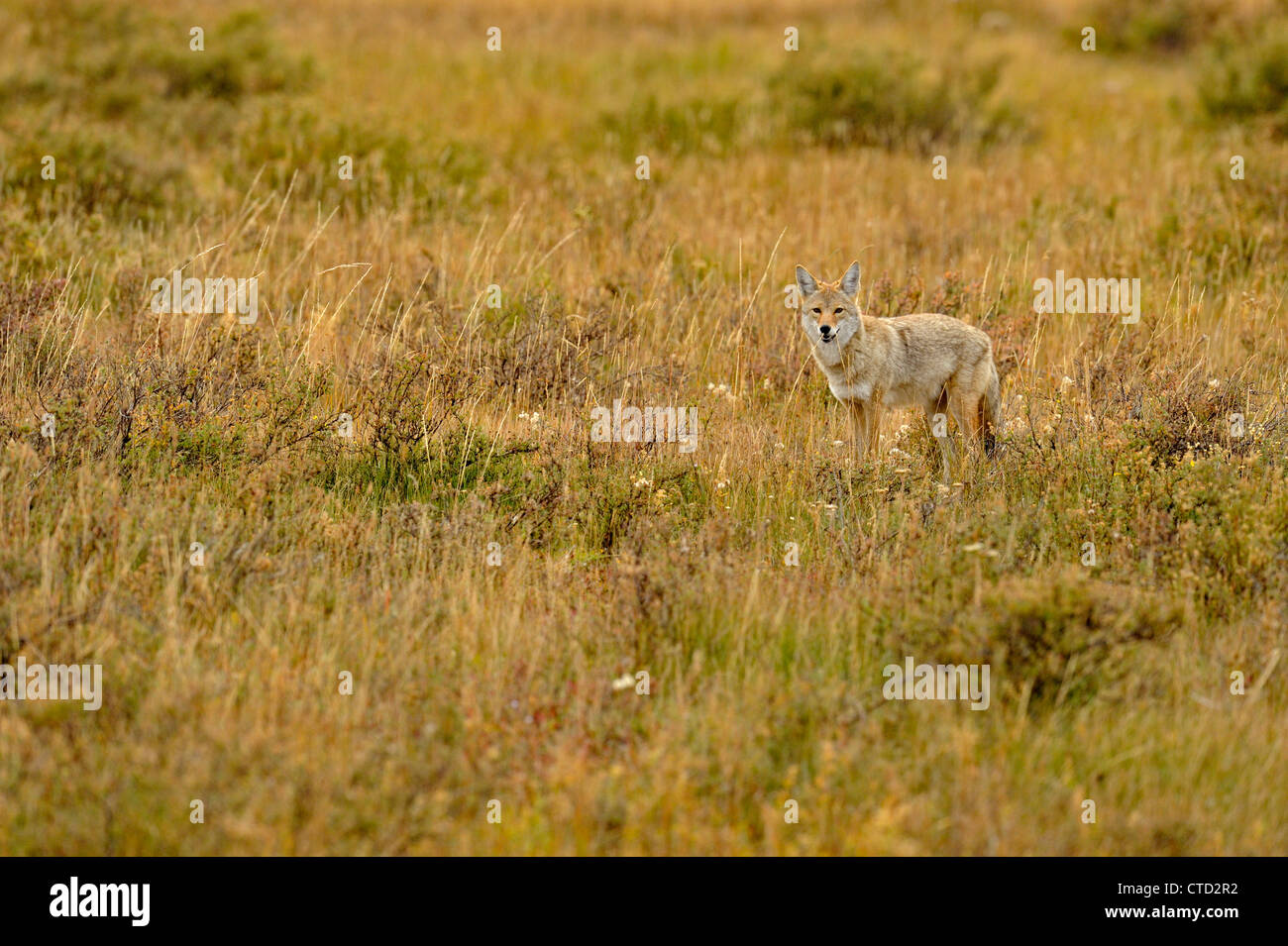 Coyote (Canis latrans) Caccia in Swan Lake appartamenti, il Parco Nazionale di Yellowstone, Wyoming USA Foto Stock