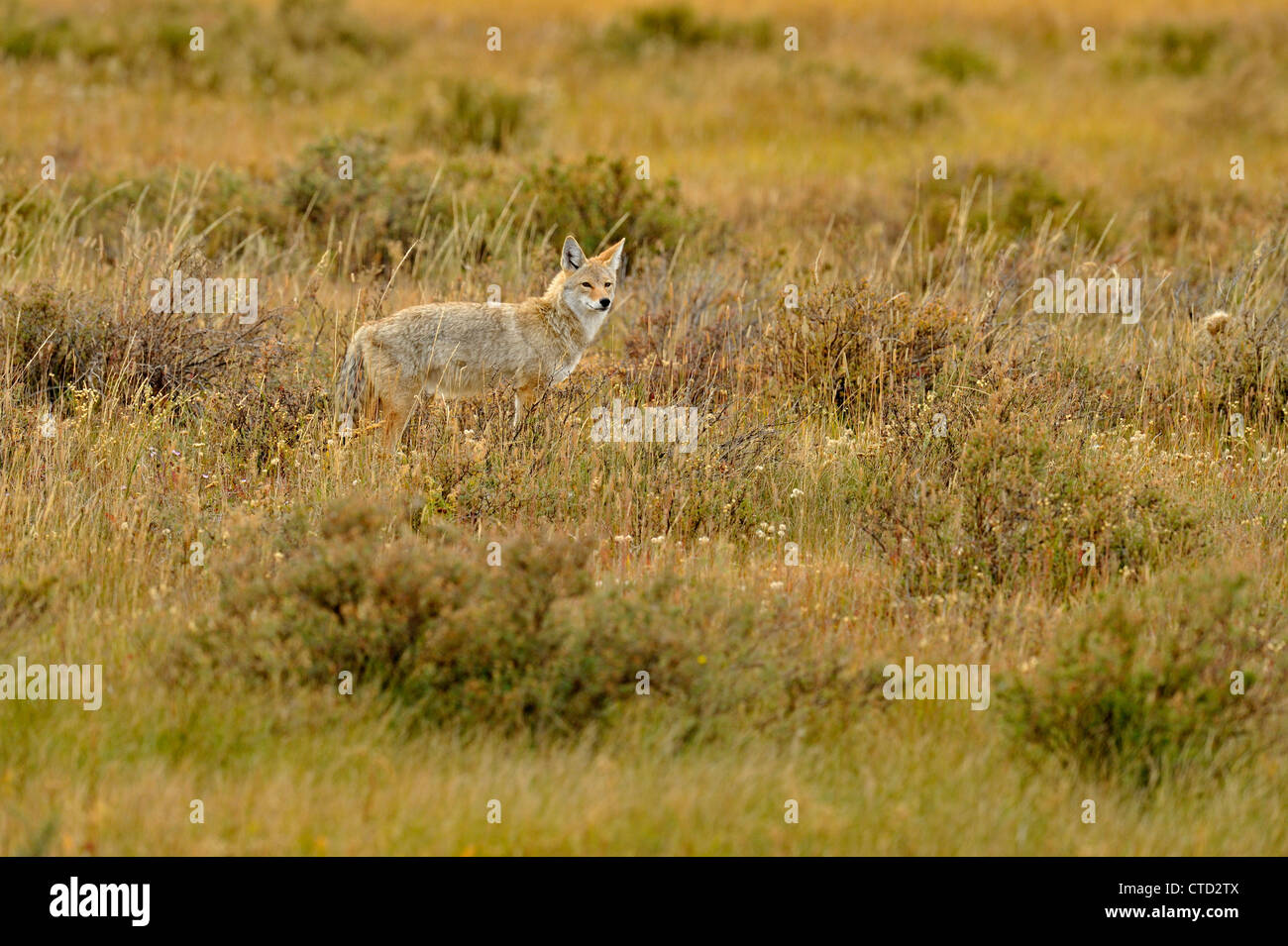 Coyote (Canis latrans) Caccia in Swan Lake appartamenti, il Parco Nazionale di Yellowstone, Wyoming USA Foto Stock