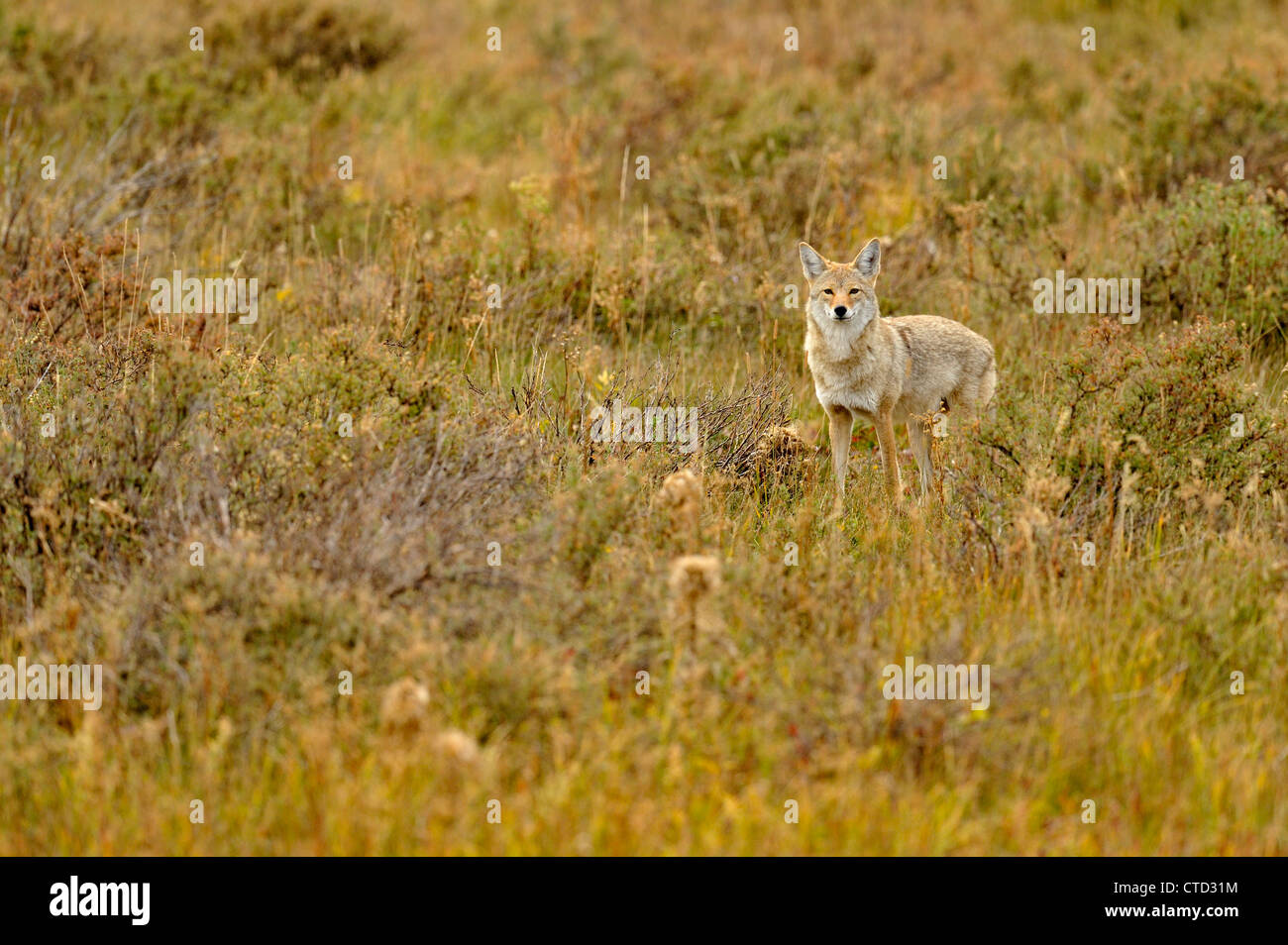 Coyote (Canis latrans) Caccia in Swan Lake appartamenti, il Parco Nazionale di Yellowstone, Wyoming USA Foto Stock