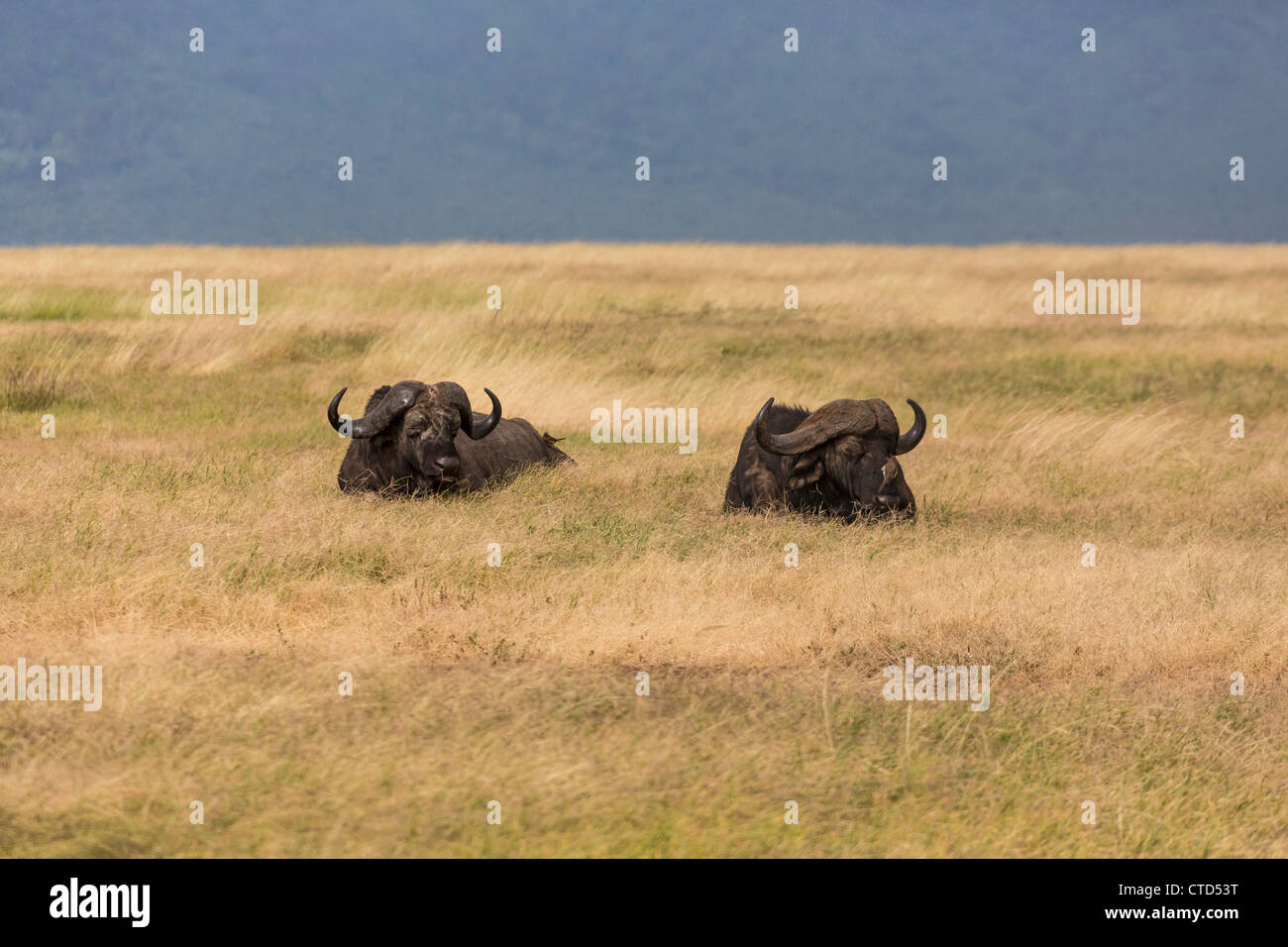 Bufali in erba alta sulle pianure africane Foto Stock Bufali in erba alta sulle pianure africane Foto Stock