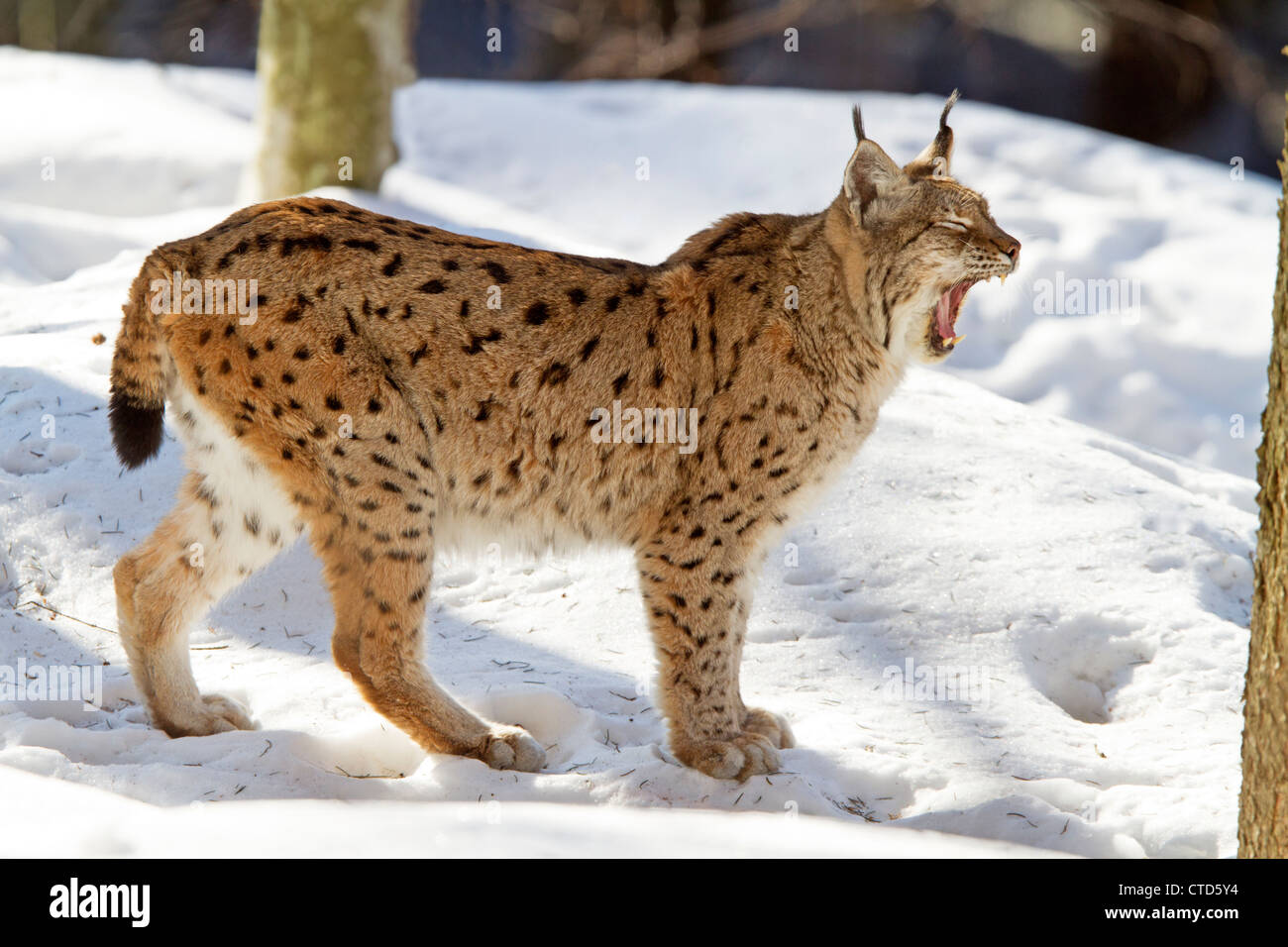 La lince in snow / Lynx lynx Foto Stock