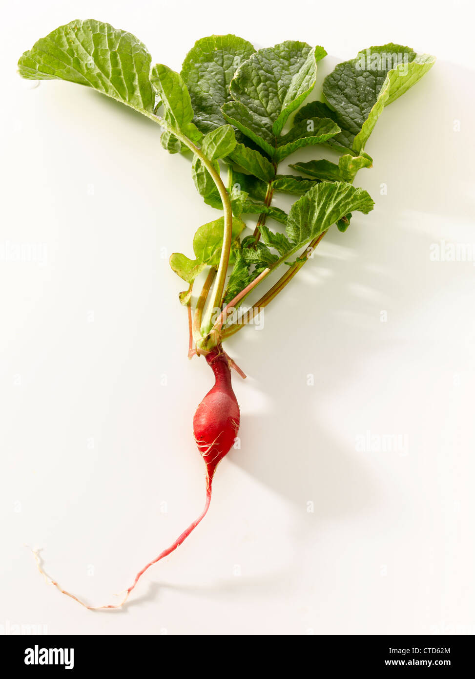Aspetto fresco il ravanello isolato su bianco Foto Stock