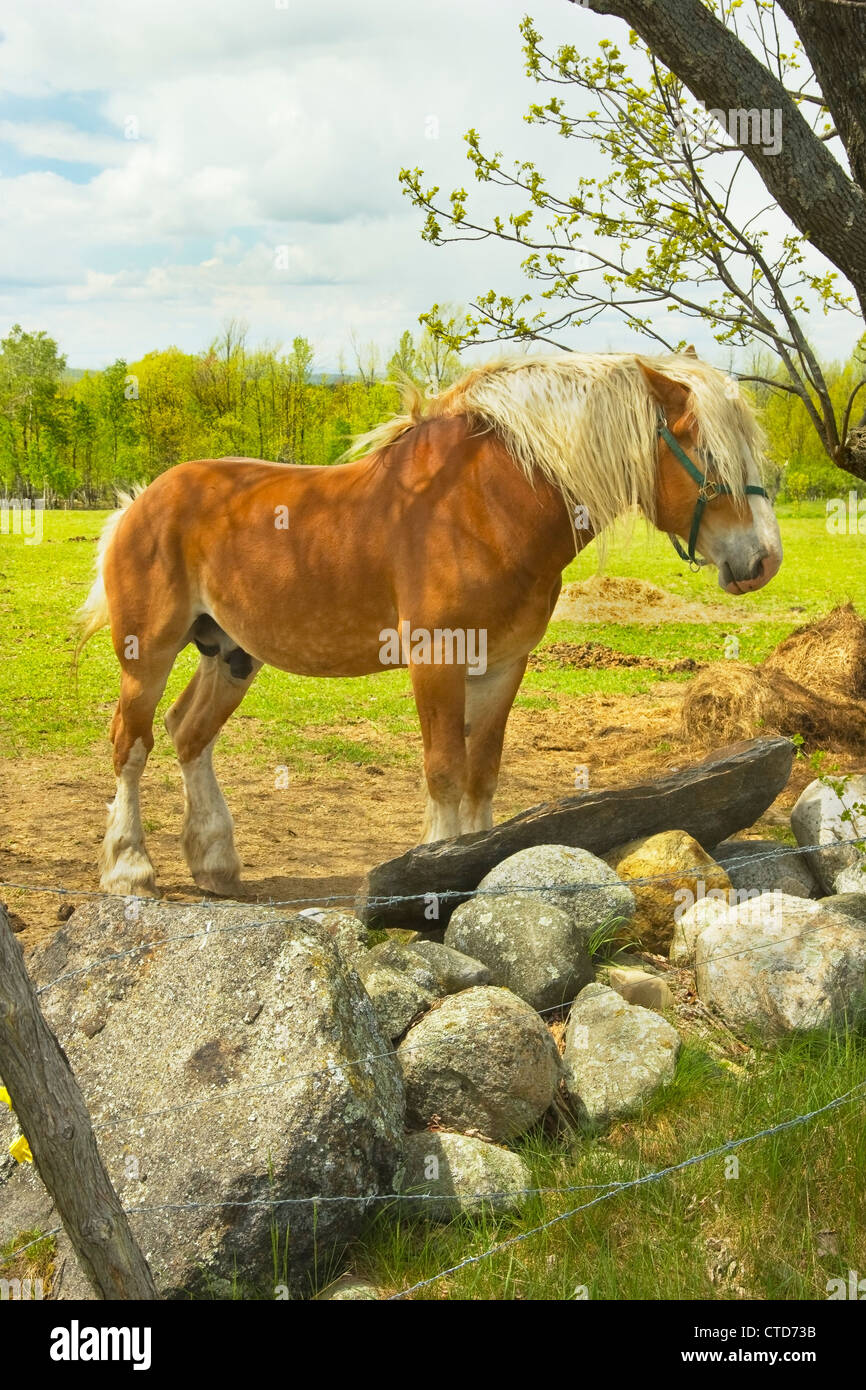 Cavallo vicino al muro di pietra nel campo primavera Maine. Foto Stock