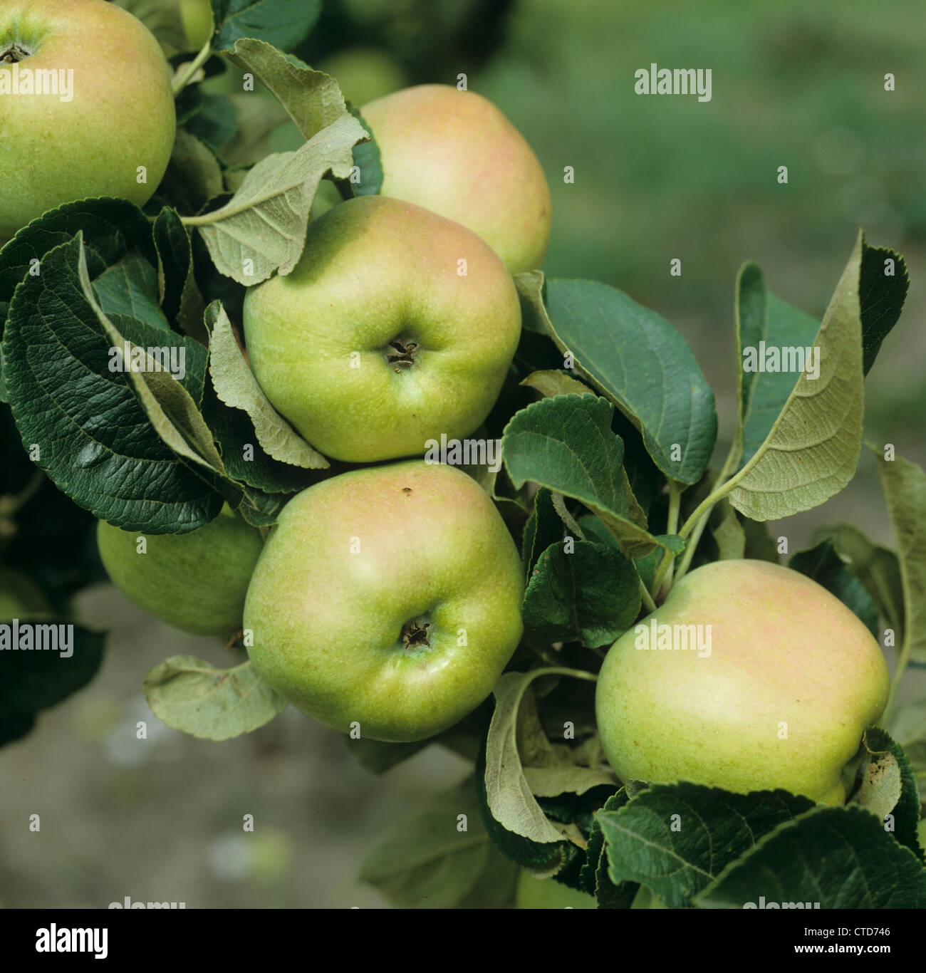 Coppia Bramley apple frutta (Malus communis) sulla struttura ad albero Foto Stock