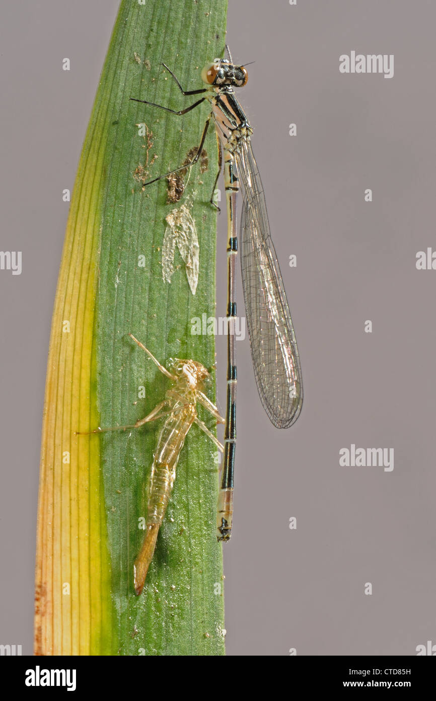 Appena emerse damselfly azure Coenagrion puella su una foglia con la sua esuvia Foto Stock