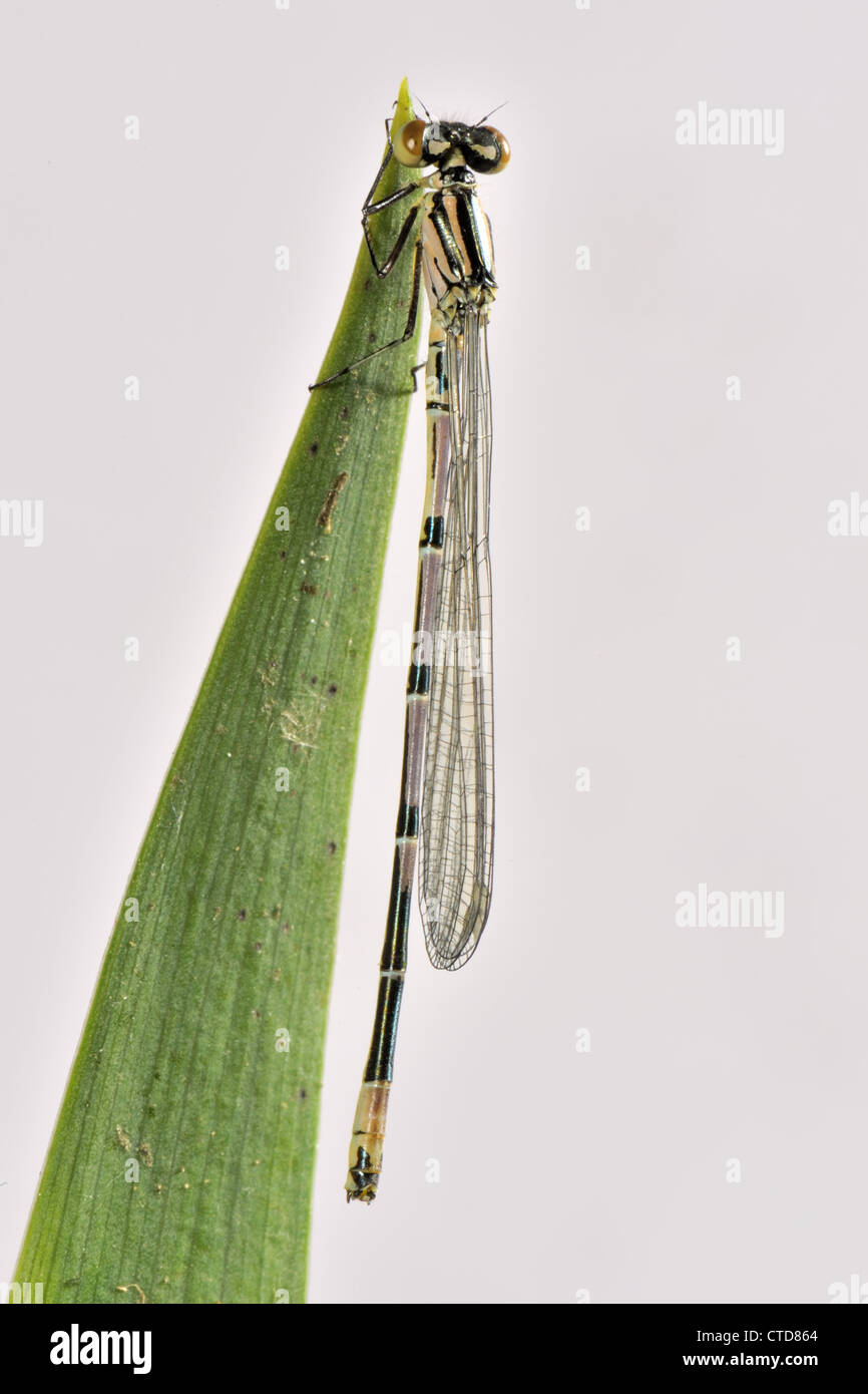 Appena emerse damselfly azure Coenagrion puella su una foglia colore ancora in via di sviluppo Foto Stock