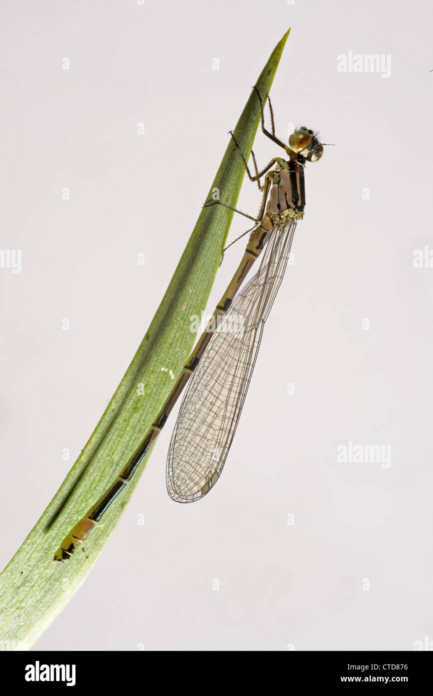 Appena emerse damselfly azure Coenagrion puella su una foglia colore ancora in via di sviluppo Foto Stock