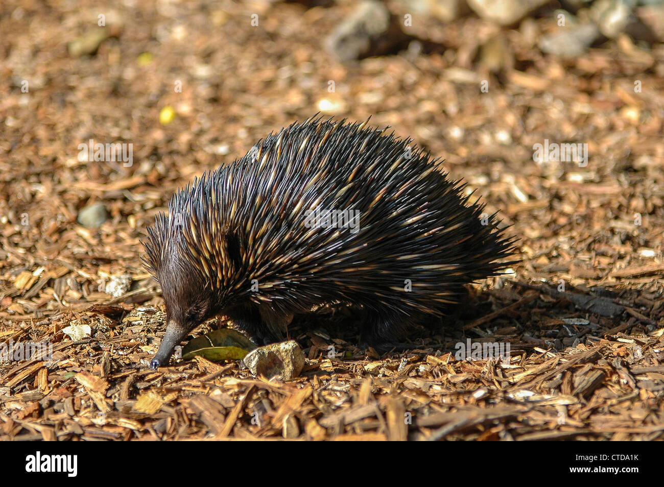 A breve becco Echidna (Tachyglossus aculeatus) in Australia Foto Stock