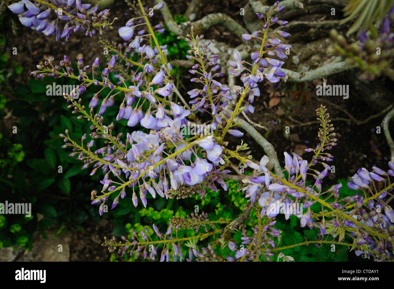 Un rametto di glicine di un garden REGNO UNITO Foto Stock
