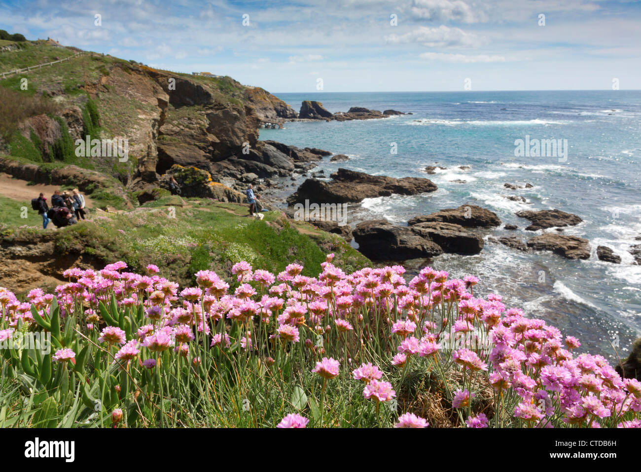 Lizard Point; La parsimonia in fiore; Cornovaglia; Regno Unito Foto Stock