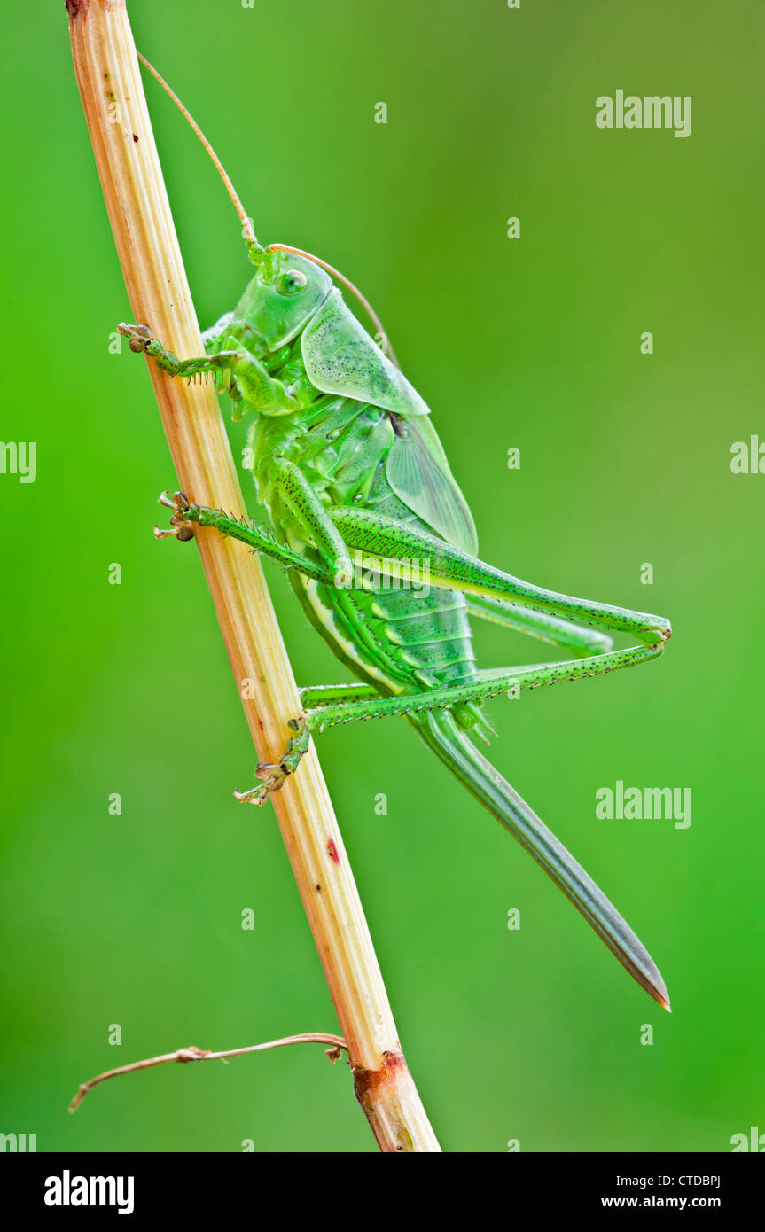 Grande macchia verde cricket nymph Foto Stock