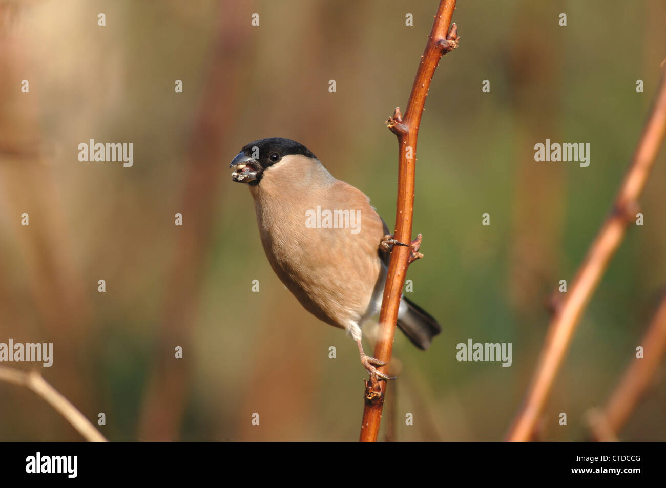 Una femmina di bullfinch su un ramoscello REGNO UNITO Foto Stock