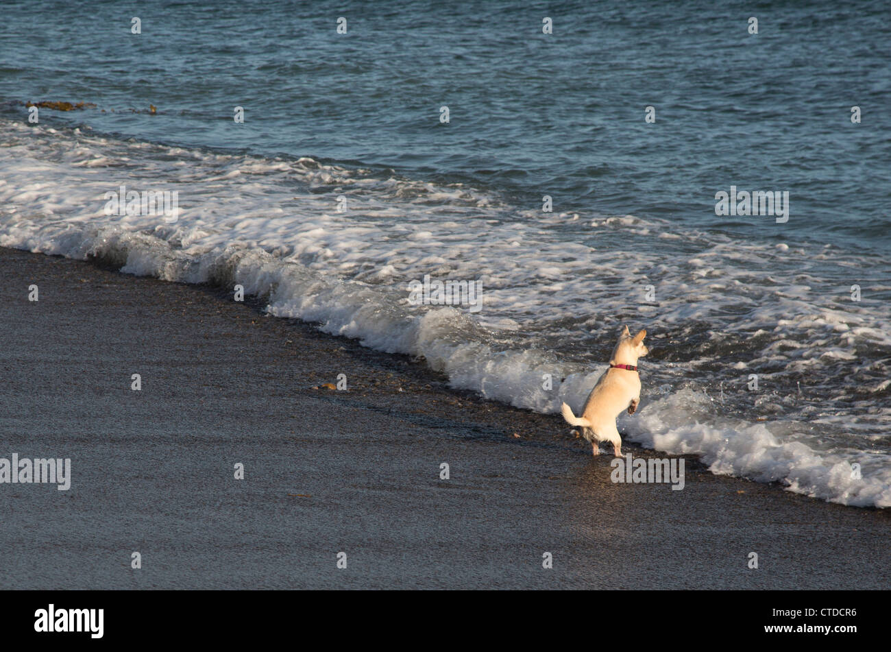 Un cane gioca nel surf a San Onofre Surf Beach. Foto Stock