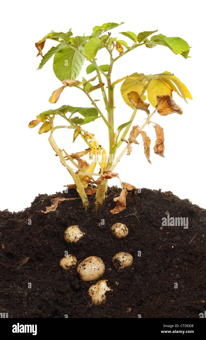 Pianta di patata con fogliame morente e sviluppato i tuberi in suolo contro uno sfondo bianco Foto Stock