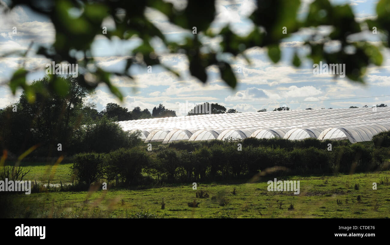 Agricola poli gallerie serre raffigurato in ambiente rurale in Staffordshire RE il permesso di pianificazione paesaggistica campagna REGNO UNITO Foto Stock