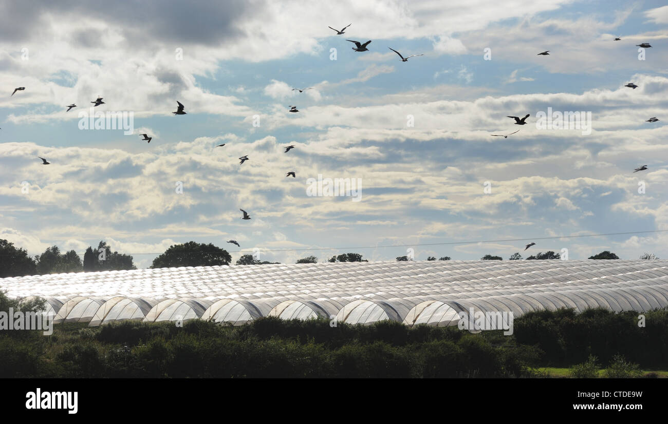 Gli uccelli più poli gallerie serre raffigurato in ambiente rurale in Staffordshire RE il permesso di pianificazione paesaggistica campagna REGNO UNITO Foto Stock