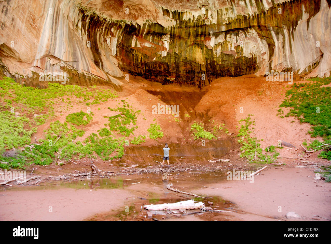 Il doppio arco alcova su Taylor Creek Trail nel Kolob Canyon Zion National Park, Utah Foto Stock