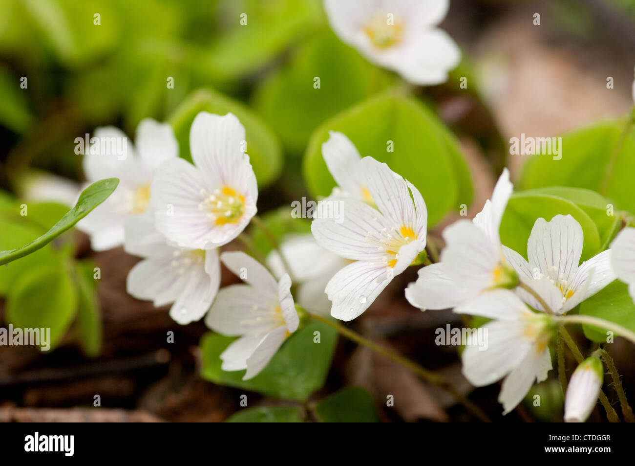 Legno comune acetosella è una pianta simile al chiodo di garofano. Ha una bella, poco delicati fiori. Foto Stock