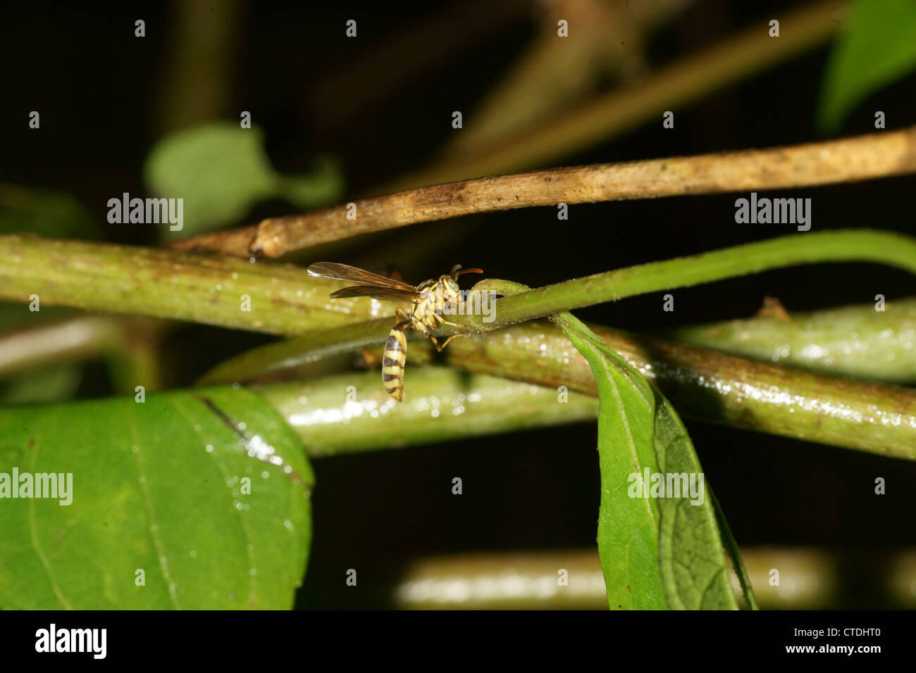 Wasp Foto Stock