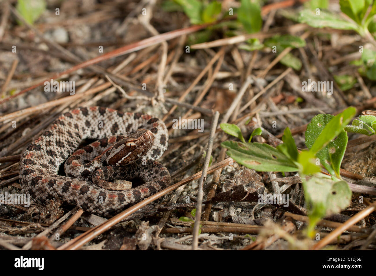 Dusky rattlesnake pigmeo (Sistrurus miliarius barbouri) Foto Stock