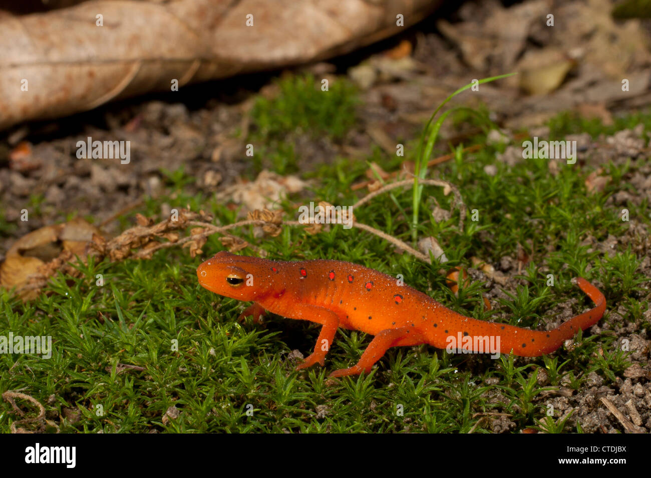 Newt orientale - Rosso eft tappa - Notophthalmus viridescens Foto Stock