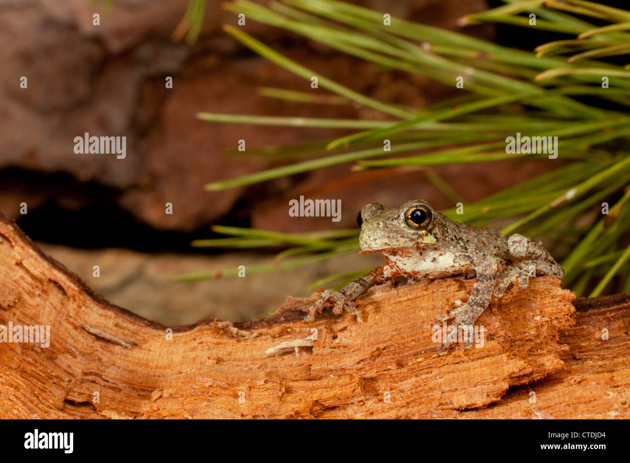 Northern treefrog grigio - Hyla versicolor Foto Stock