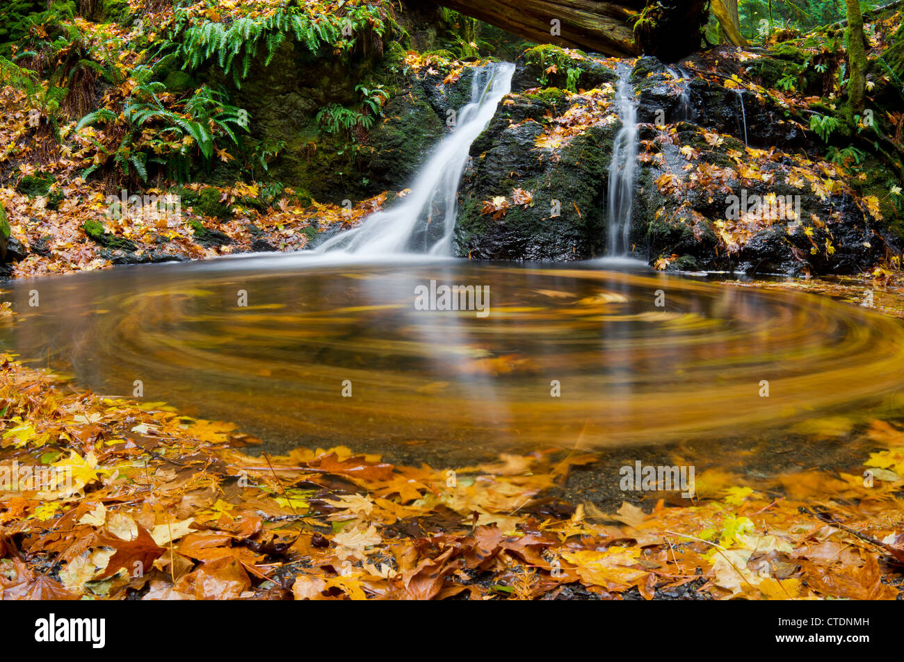 Foglie di autunno swirl in una piccola piscina presso la base di rustico scende in Moran State Park, Washington Foto Stock