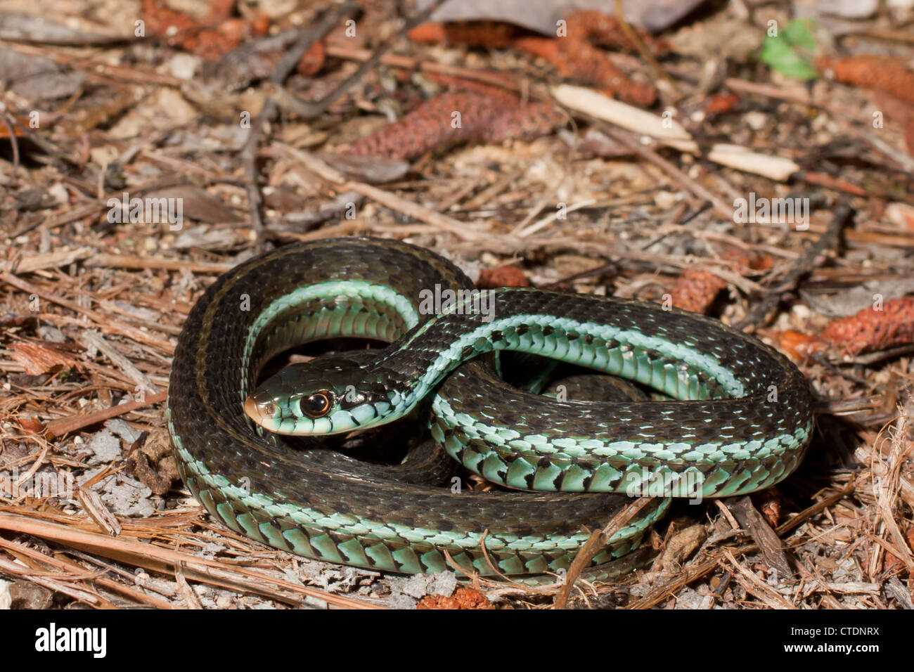 Blue-striscia garter snake - Thamnophis sirtalis similis Foto Stock