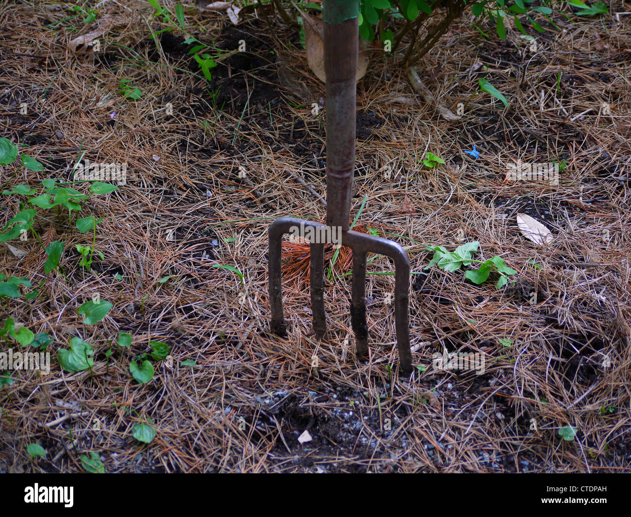 Forcone nel suolo Foto Stock