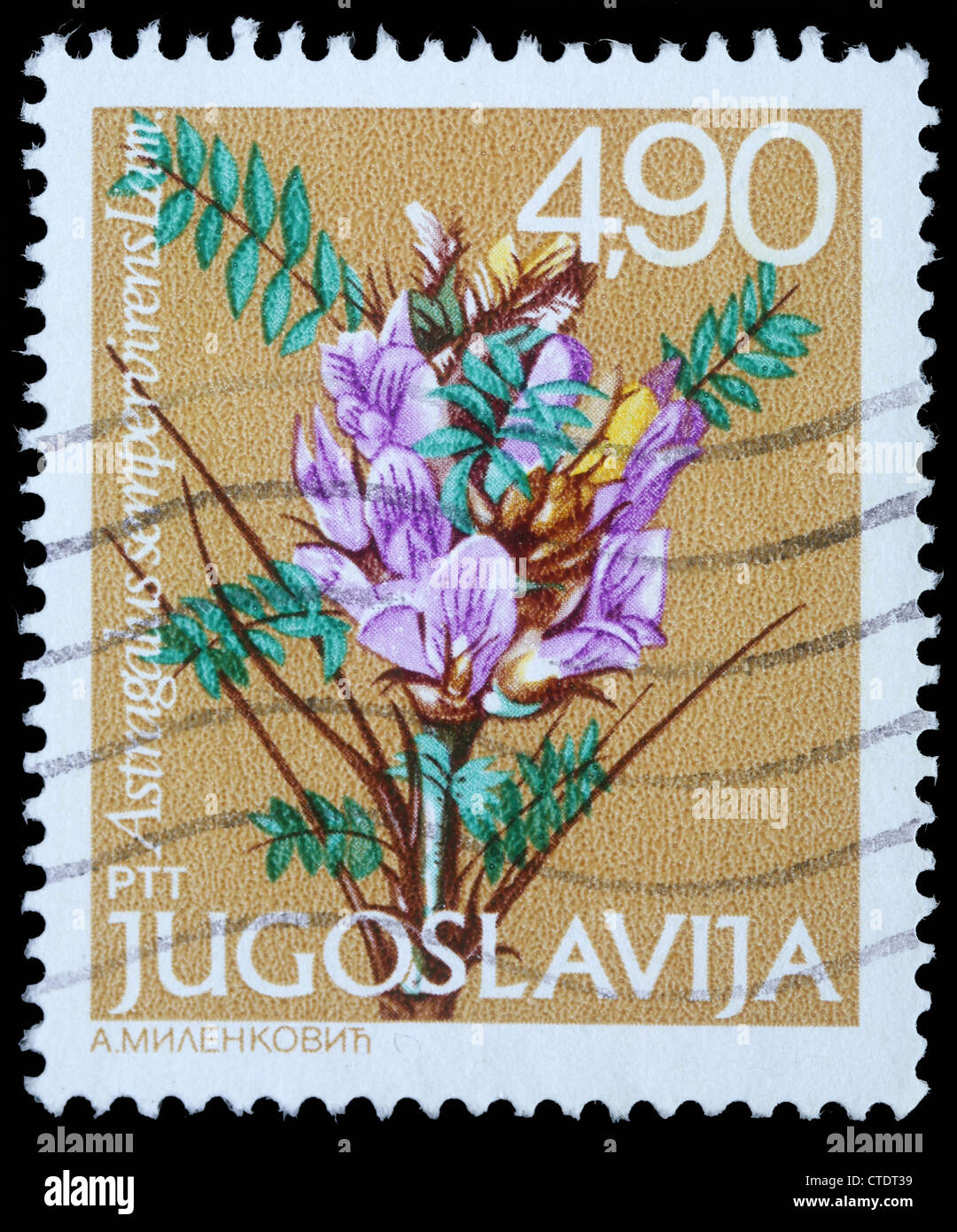Iugoslavia - circa 1980: un timbro stampato in Jugoslavia mostra astragalo sempervirens Lam, serie, circa 1980 Foto Stock