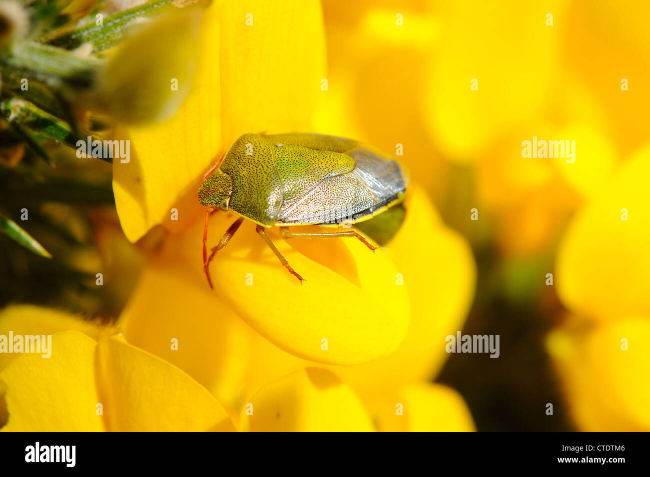 Gorse bug di protezione, piezodorus lituratus, poggiante su Ulex Europaeus, comune Gorse, costiere brughiera, North Norfolk, Regno Unito, Aprile Foto Stock