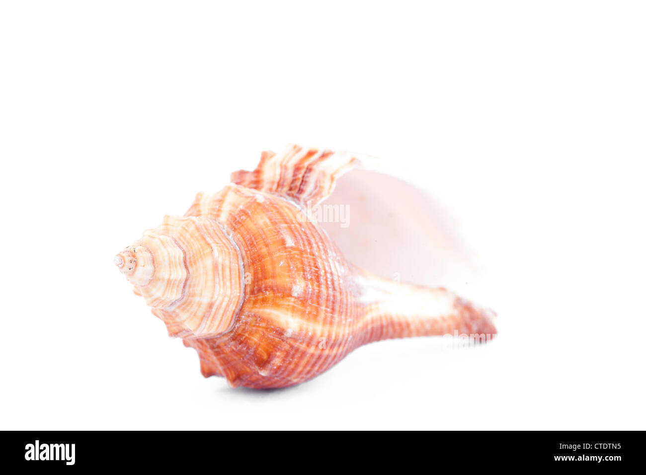 Un mollusco beige Foto Stock