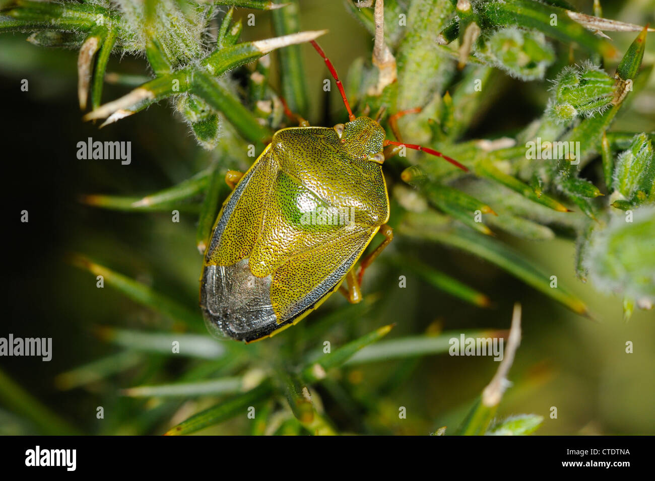 Gorse bug di protezione, piezodorus lituratus, poggiante su Ulex Europaeus, comune Gorse, costiere brughiera, North Norfolk, Regno Unito, Aprile Foto Stock