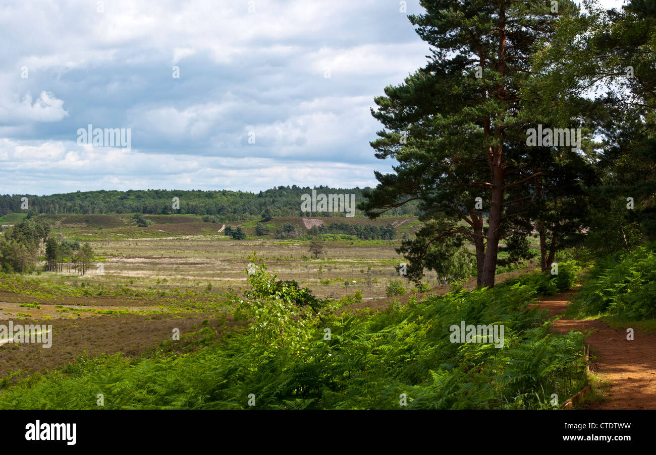 Dersingham bog riserva naturale Sandringham Estate Foto Stock