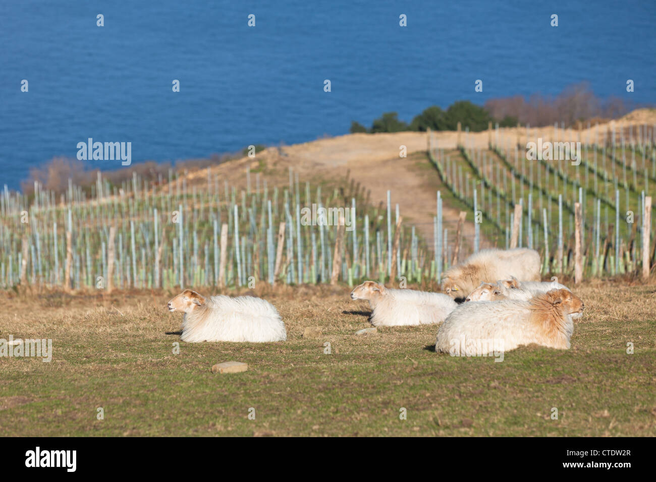 Dormire pecore sul verde collina contro un mare blu Foto Stock