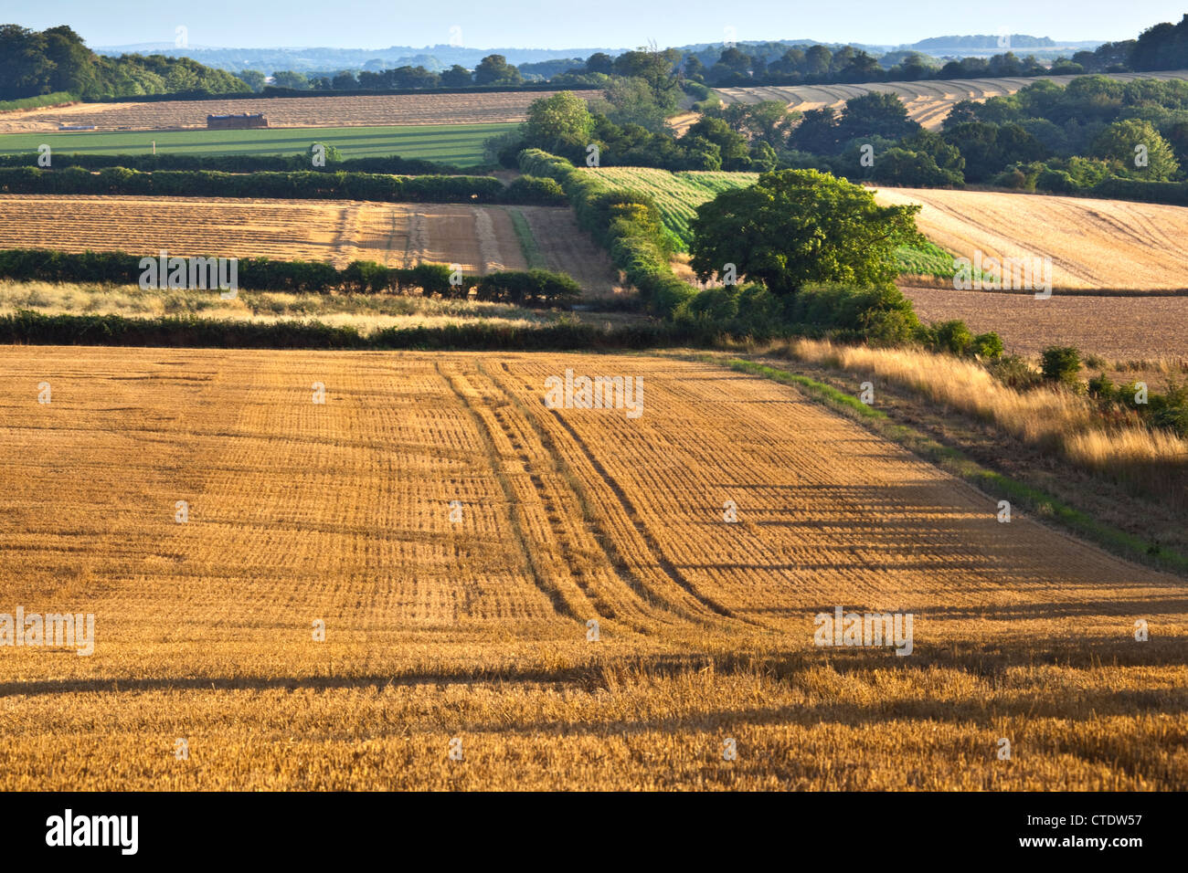 Una vista di cornfields dopo il raccolto con la stoppia in a Cranborne Chase Dorset Foto Stock