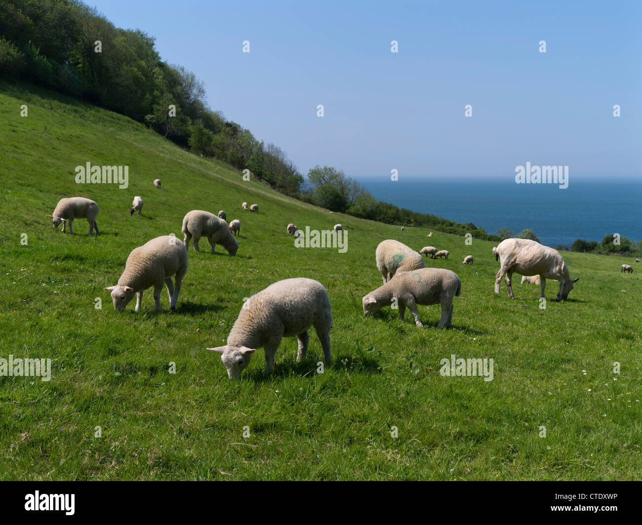 Dh Agnelli Ovini REGNO UNITO Pecore e agnelli pascolano in Devonshire campo devon england agnello a molla Foto Stock