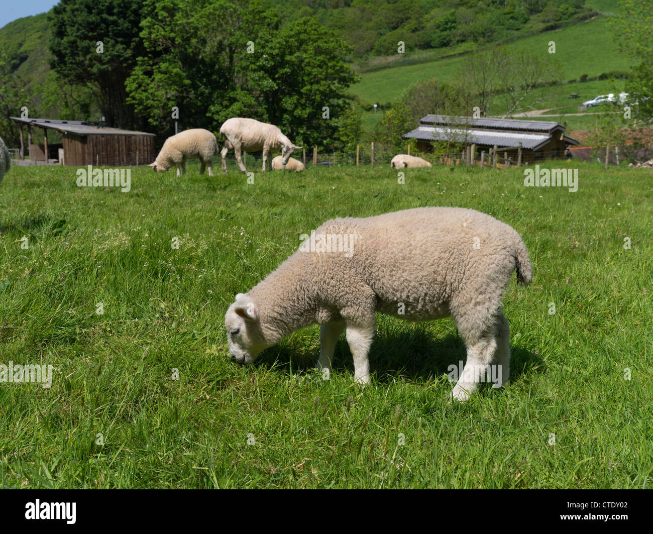 Dh LYNTON DEVON Agnello e pecore al pascolo in Devonshire campo molla del Regno Unito Foto Stock