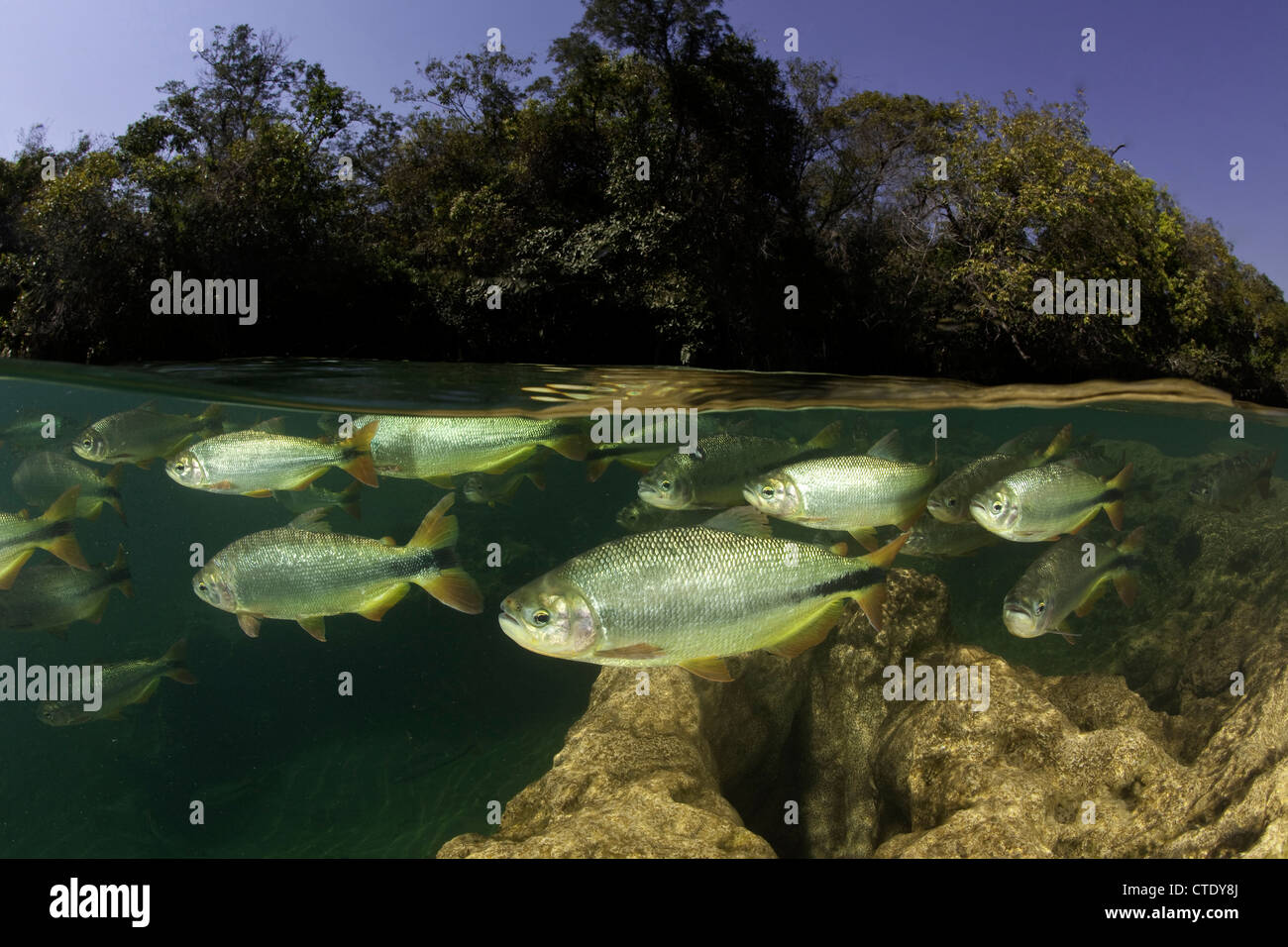 Piraputanga a Rio Formoso, Brycon hilarii, Bonito, Mato Grosso do Sul, Brasile Foto Stock