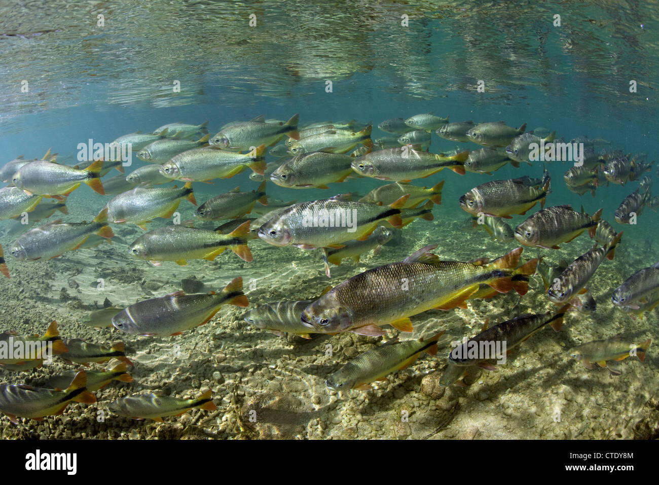 Piraputanga a Rio Formoso, Brycon hilarii, Bonito, Mato Grosso do Sul, Brasile Foto Stock