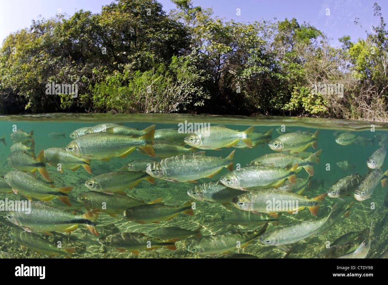 Piraputanga a Rio Formoso, Brycon hilarii, Bonito, Mato Grosso do Sul, Brasile Foto Stock