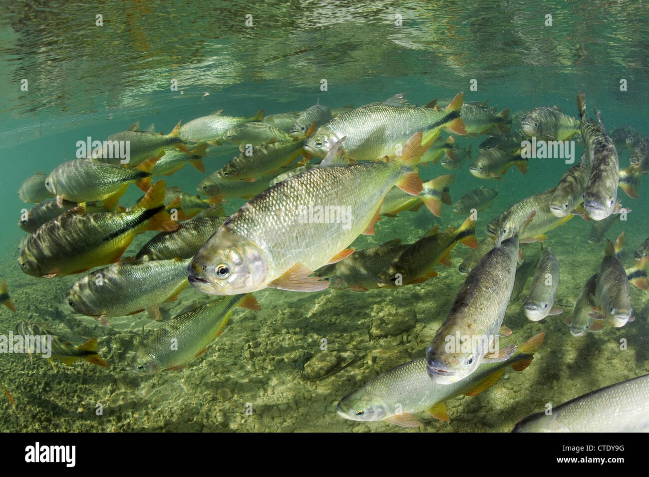 Piraputanga a Rio Formoso, Brycon hilarii, Bonito, Mato Grosso do Sul, Brasile Foto Stock