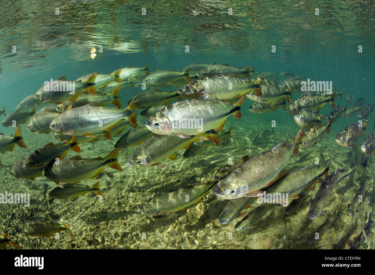 Piraputanga a Rio Formoso, Brycon hilarii, Bonito, Mato Grosso do Sul, Brasile Foto Stock