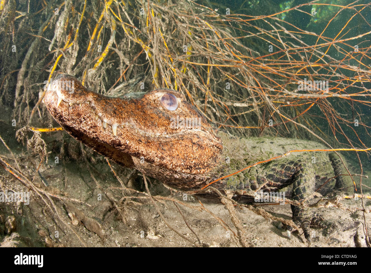 Cuviers Caimano nana, Paleosuchus palpebrosus, Rio Formoso, Bonito, Mato Grosso do Sul, Brasile Foto Stock