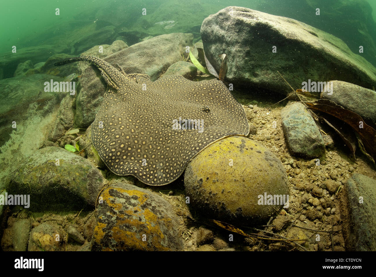 Velenosi Fiume Ocellate Stingray, Potamotrygon motoro, Rio Formoso, Bonito, Mato Grosso do Sul, Brasile Foto Stock