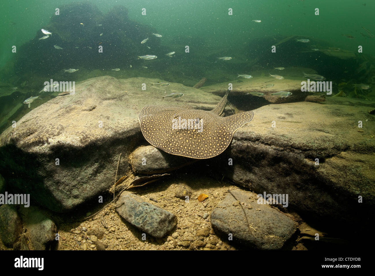 Velenosi Fiume Ocellate Stingray, Potamotrygon motoro, Rio Formoso, Bonito, Mato Grosso do Sul, Brasile Foto Stock