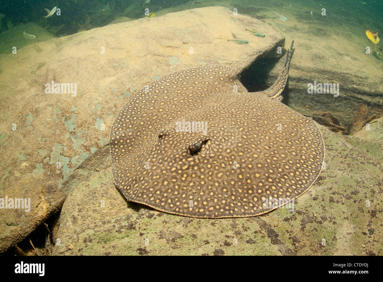 Velenosi Fiume Ocellate Stingray, Potamotrygon motoro, Rio Formoso, Bonito, Mato Grosso do Sul, Brasile Foto Stock