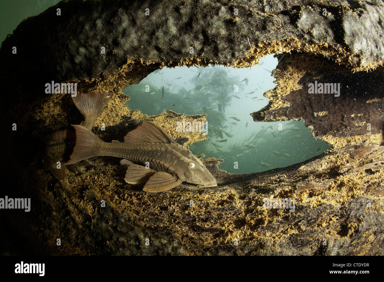 Armored Catfish, Loricariidae sp., Rio Formoso, Bonito, Mato Grosso do Sul, Brasile Foto Stock